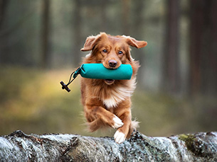 Hunde